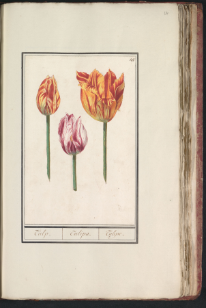 Tulp (Tulipa), RP-T-BR-2017-1-8-62, between 1596 and 1610