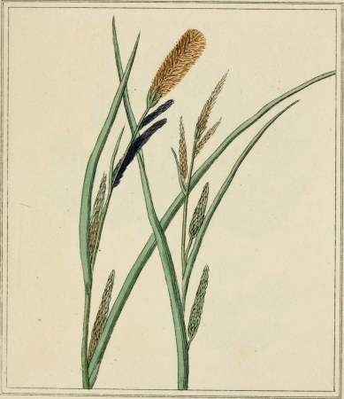 Elements of the science of botany, as established by Linnaeus; with examples to illustrate the classes and orders of his system (1812) (21077051690)