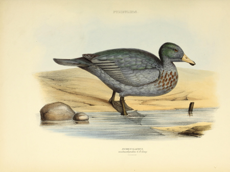 The genera of birds - comprising their generic characters, a notice of the habits of the genus, and an extensive list of species referred to their several genera (1849) (14565853449)