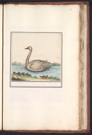 Zwaan (Cygnus), RP-T-BR-2017-1-5-67, Elias Verhulst, between 1596 and 1610