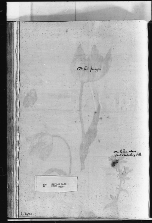 Alexander Marshal (RCIN 924320-2), Alexander Marshal