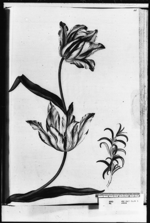 Alexander Marshal (RCIN 924318-3), Alexander Marshal