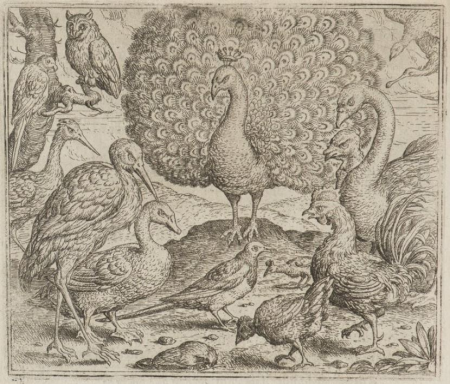 The peacock and the magpie, Marcus Gheeraerts the Elder, 1567