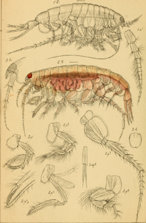 An account of the Crustacea of Norway, with short descriptions and figures of all the species (1895) (16768977671)