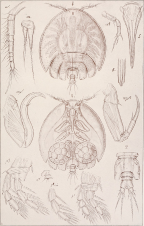 An account of the Crustacea of Norway, with short descriptions and figures of all the species (1913) (16744294746)
