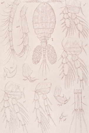 An account of the Crustacea of Norway, with short descriptions and figures of all the species (1913) (16769122942)