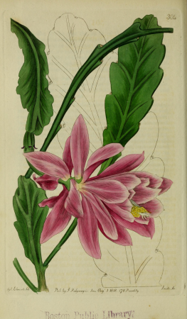 The Botanical register consisting of coloured figures of (1815) (14586526548), 1815