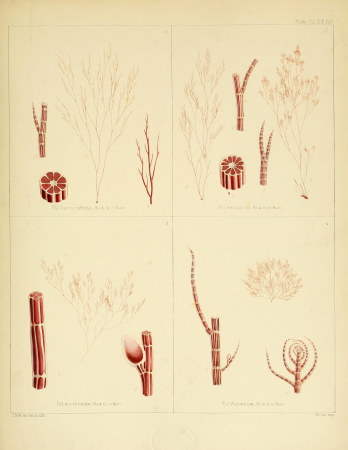 The botany of the Antarctic voyage of H.M. discovery ships Erebus and Terror in the years 1839-1843, under the command of Captain Sir James Clark Ross, Kt. ... (1844-1847) (19783646394)