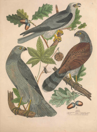 Illustrations of the American ornithology of Alexander Wilson and Charles Lucian Bonaparte - with the addition of numerous recently discovered species and representations of the whole sylvae of North (14562574397), Alexander Wilson, 1835