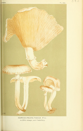 Illustrations of British Fungi (Hymenomycetes), to serve as an atlas to the "Handbook of British Fungi" (Pl. 383) (8723379912), between 1881 and 1891