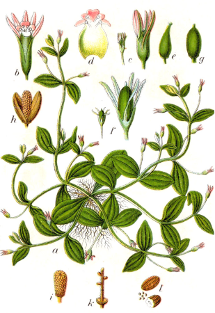 Lindernia sp Sturm31, Johann Georg Sturm, 1796