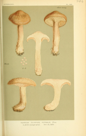 Illustrations of British Fungi (Hymenomycetes), to serve as an atlas to the "Handbook of British Fungi" (Pl. 346) (8723366706), between 1881 and 1891