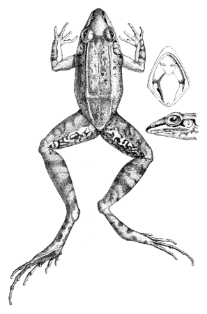 Leptodactylus longirostris (1), Robert Mintern, 1882