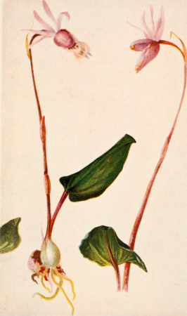 Bog-trotting for orchids (1904) (19764369404), Grace Greylock Niles, 1904