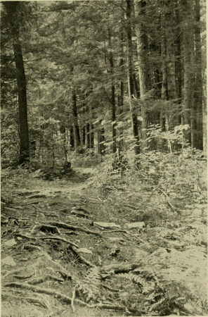 Bog-trotting for orchids (1904) (20387001755), Grace Greylock Niles, 1904