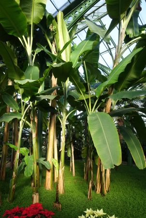 Greenhouse view - Wilhelma Zoo - Stuttgart, Germany - DSC01838