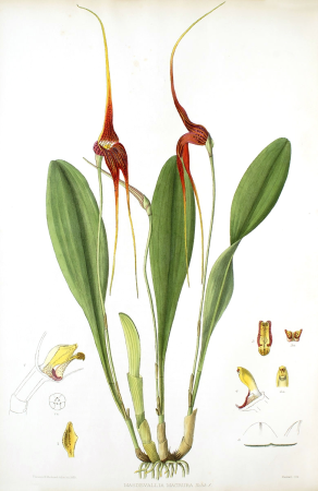 Woolward - The Genus Masdevallia - Masdevallia macrura, 1896