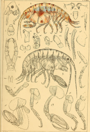 An account of the Crustacea of Norway, with short descriptions and figures of all the species (1895) (16150037353)