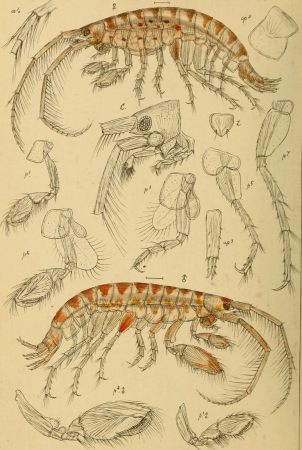 An account of the Crustacea of Norway, with short descriptions and figures of all the species (1895) (16583953379)
