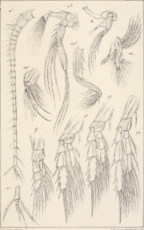 An account of the Crustacea of Norway, with short descriptions and figures of all the species (1901) (16768792131)