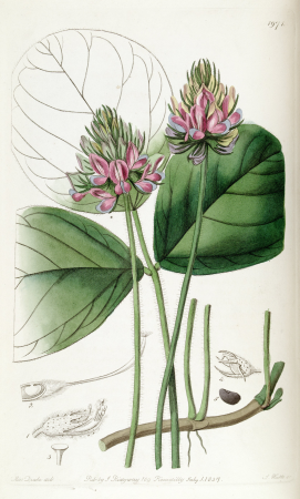 Hoita orbicularis (Psoralea orbicularis) Edwards's Bot. Reg. 23. 1971. 1837., 1837