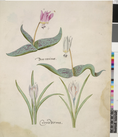 After John White - Two studies of Dog's Tooth Violet (Erythronium dens-canis) and two studies of Spring Crocus (Crocus vernus), SL,5270.68, John White