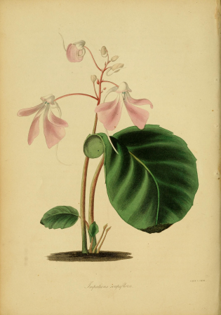 Paxton's Magazine of Botany and Register of Flowering Plants (1838) (14578236478), 1838