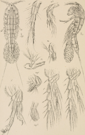 An account of the Crustacea of Norway, with short descriptions and figures of all the species (1903) (16744249036)