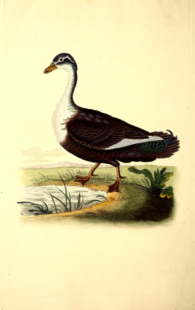 The natural history of British birds, or, A selection of the most rare, beautiful and interesting birds which inhabit this country - the descriptions from the Systema naturae of Linnaeus - with (14748031914), 1818