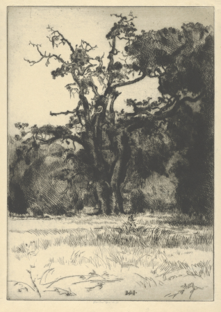 Dying White Oak, Ernest Haskell, between 1900 and 1925
