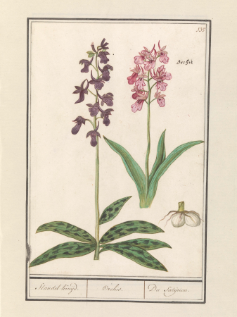 Orchidee (Orchidaceae) Standel Kruijd. Orchis. Du Satijrion. (titel op object), RP-T-BR-2017-1-9-40, Elias Verhulst, between 1596 and 1610
