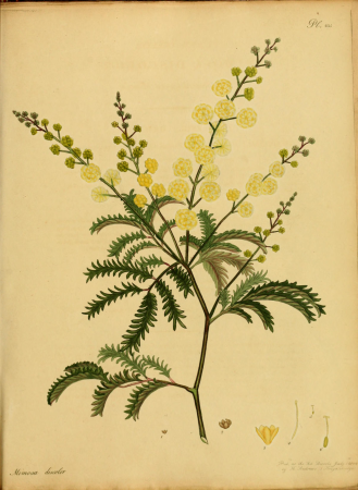 The botanist's repository, for new, and rare plants - containing coloured figures of such plants, as have not hitherto appeared in any similar publication, with all their essential characters, (14780268361), 1797