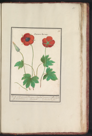 Anemoon (Anemone) Roode enkele anemonie ofte windbloeme. Anemone Simplex Coccinea. anemones à fleur Simple Couleur de feu. (titel op object), RP-T-BR-2017-1-8-107, Elias Verhulst, between 1596 and 1610
