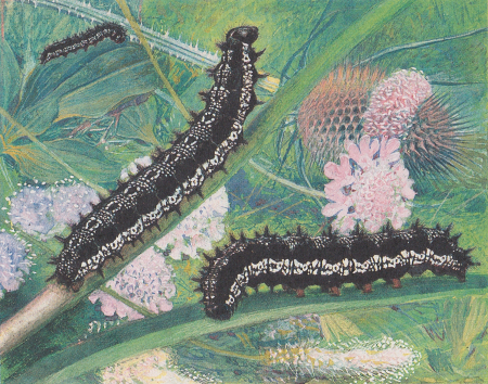 Paul Robert - Euphydryas aurinia, Paul Robert, by 1923