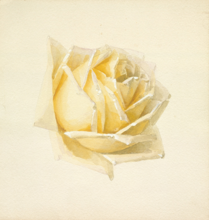 Study of a Rose, Paul de Longpré, circa 1898