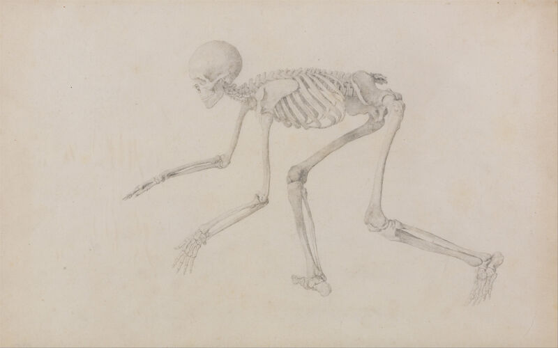 A Comparative Anatomical Exposition of the Structure of the Human Body with that of a Tiger and a Common Fowl: Human Skeleton, Lateral View (in Crawling Posture; finished study for an unpublished table), George Stubbs, 1795 to 1806