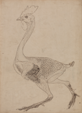 A Comparative Anatomical Exposition of the Structure of the Human Body with that of a Tiger and a Common Fowl: Fowl Body, Lateral View (Study for key figure to Table X), George Stubbs, 1795 to 1806