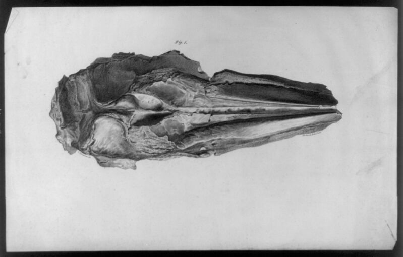 Fossil, Fig. 1 LCCN2003656254, Charles Fenderich, between 1838 and 1850