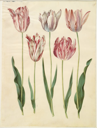 Tulipa gesneriana (Gottorfer Codex, bind 1, planche 55), Hans Simon Holtzbecker, between 1649 and 1659