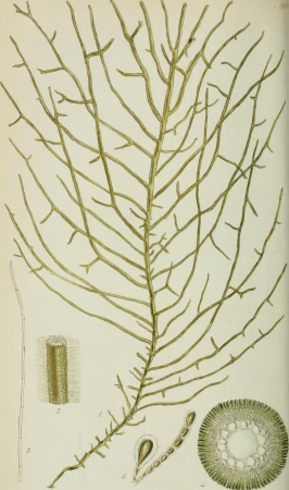 Phycologia Britannica, or, A history of British sea-weeds - containing coloured figures, generic and specific characters, synonymes, and descriptions of all the species of algae inhabiting the shores (14762121274), 1846