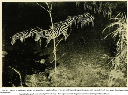 Concealing-coloration in the animal kingdom; an exposition of the laws of disguise through color and pattern- being a summary of Abbott H. Thayer's discoveries (1909) (14578677987), 1909