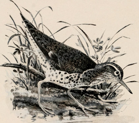 Image from page 325 of "Introduction to zoology; a guide to the study of animals, for the use of secondary schools;" (1900) (14598433710), Louis Agassiz Fuertes, circa 1900