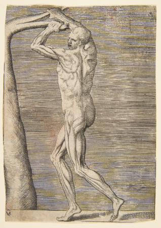 Flayed man arms raised holding the branch of a tree, Giulio Bonasone, circa 1531–76