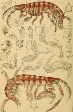 An account of the Crustacea of Norway, with short descriptions and figures of all the species (1895) (16583951159)
