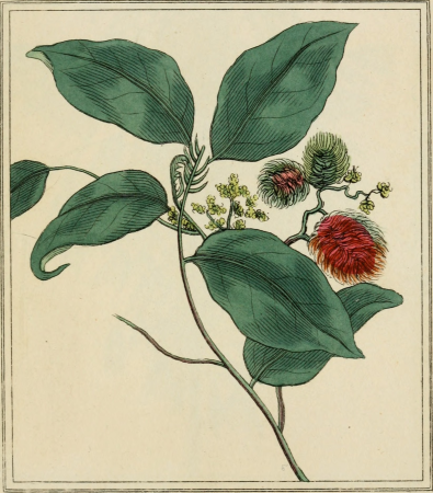 Elements of the science of botany, as established by Linnaeus; with examples to illustrate the classes and orders of his system (1812) (21273222021)