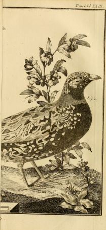 Ornithologie, ou, Méthode contenant la division des oiseaux en ordres, sections, genres, especes and leurs variétés - a laquelle on a joint une description exacte de chaque espece, avec les citations (14564970420), 1760