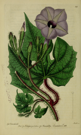 The Botanical register consisting of coloured figures of (1815) (14586571668), 1815