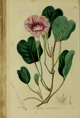 The Botanical register consisting of coloured figures of (1815) (14586709797), 1815