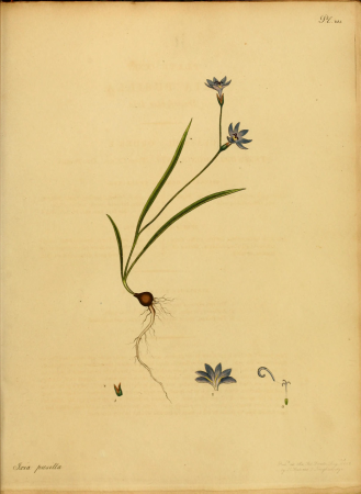The botanist's repository, for new, and rare plants - containing coloured figures of such plants, as have not hitherto appeared in any similar publication, with all their essential characters, (14781067794), 1797