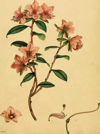 The botanist's repository, for new, and rare plants - containing coloured figures of such plants, as have not hitherto appeared in any similar publication, with all their essential characters, (20217025568), 1797